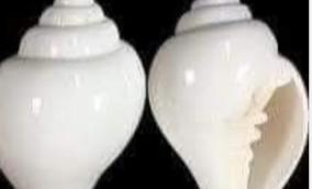 mahalakshmi-sangu-poojai