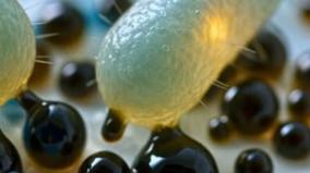 germany-scientific-news