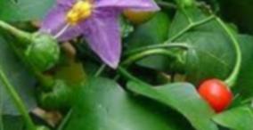 cold-thuthuvalai-keerai-health-tips