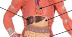 human-body-diseases-symptoms