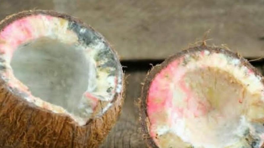 thengai-jothidam-palangal