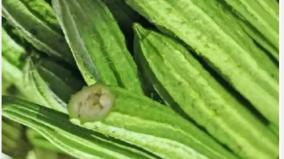 peerkangai-vegetable-health-tips