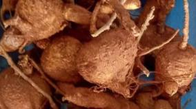 kan-thirusti-karuda-kilangu