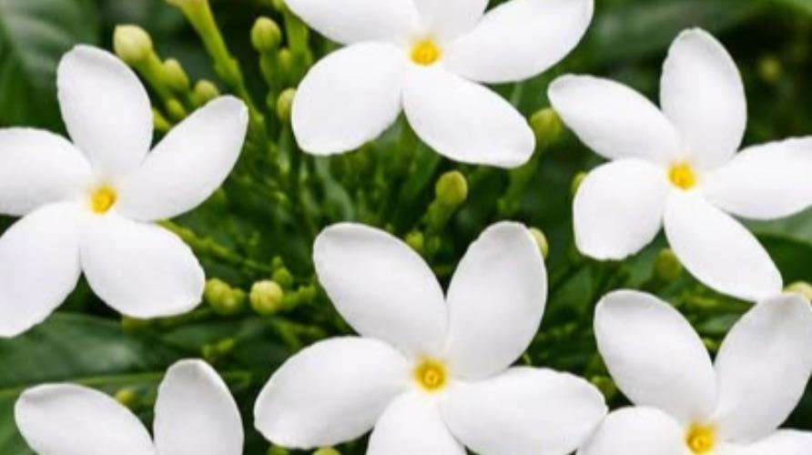 nanthiyavattai-flower-health-tips