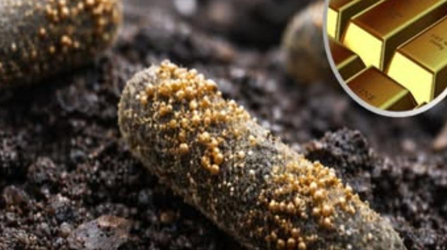 metal-to-gold-news