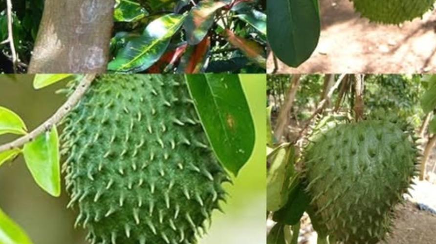 mullu-seetha-fruits-health-tips