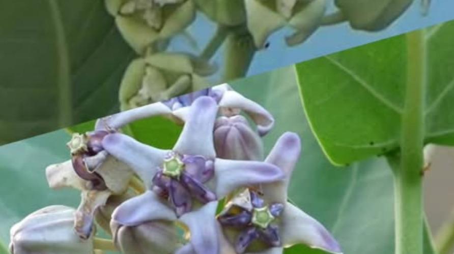 erukkam-flower-health-tips