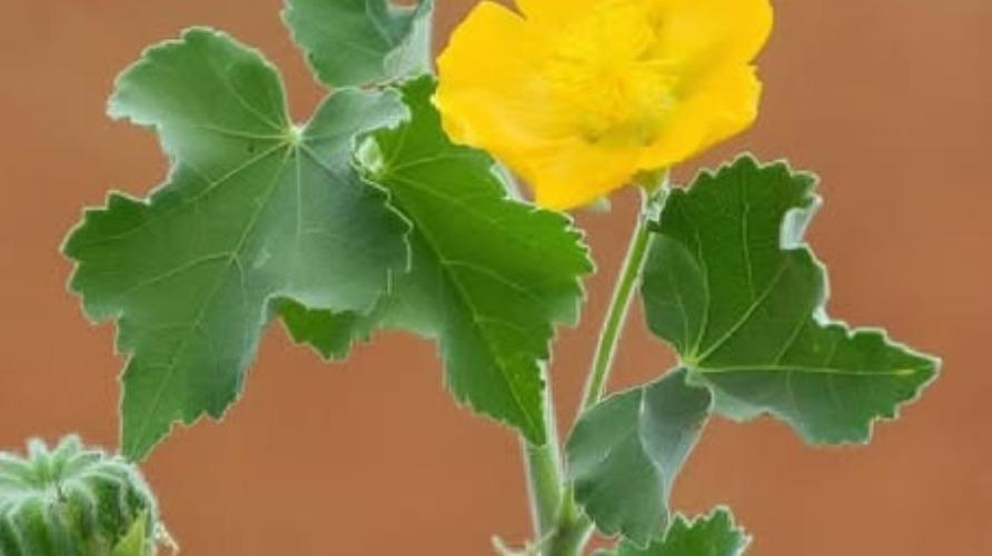 piles-problem-health-tips