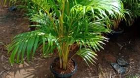 areca-palm-plants