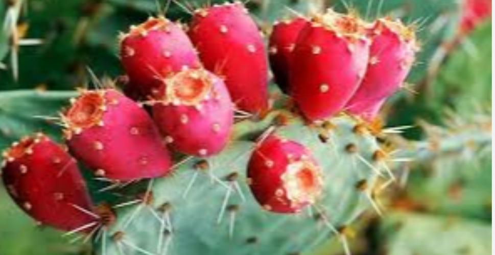sappathi-kalli-fruit-cancer-health-tips