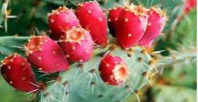 sappathi-kalli-fruit-cancer-health-tips