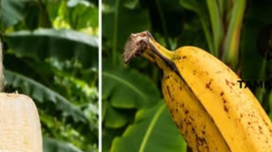 hawaii-bananas