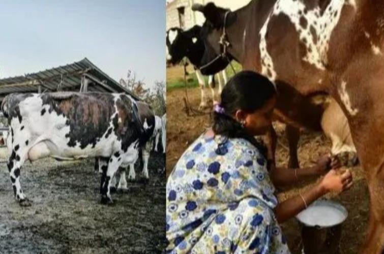 milk-cow-free-for-women-tn-govt
